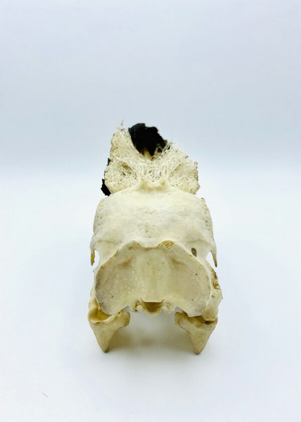 Partially opened Male Black-casqued Hornbill skull - Ceratogymna atrata - 17,5 cm