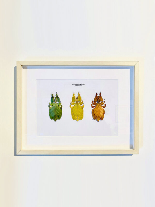Exclusive frame with 3 color variants of walking leaves (Phyllium pulchrifolium)