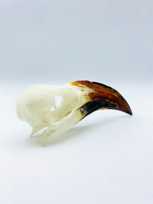 Tanzanian red-billed hornbill skull - Tockus ruahae - 10,3 cm
