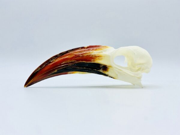 Tanzanian red-billed hornbill skull - Tockus ruahae - 10,3 cm
