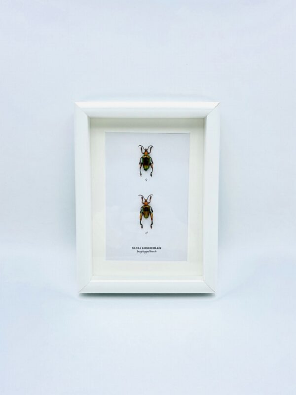 Wooden frame with 2 real Orange Frog-legged beetles (Sagra Longicollis)