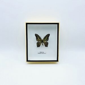 Framed Tailed Jay (Graphium agamemnon) butterfly