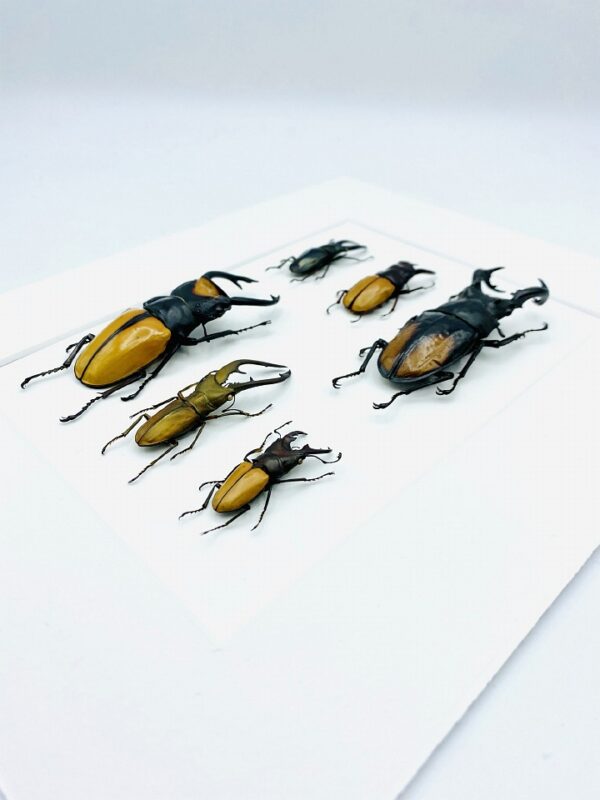 Unique stag beetle collection frame with 6 specimen