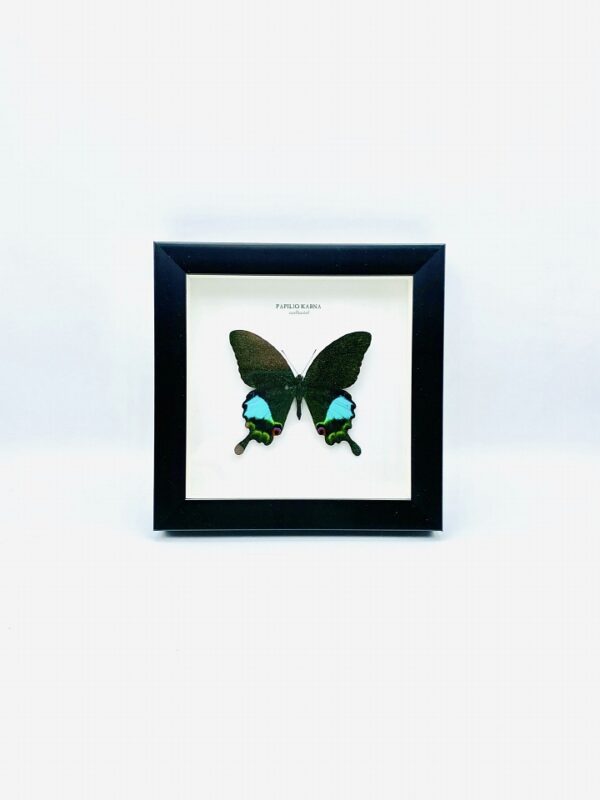 Wooden frame with Swallowtail butterfly (Papilio Karna)