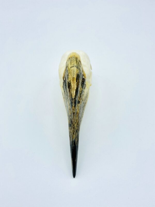 African Trumpeter Hornbill skull - Bycanistes Bucinator - 12,6 cm