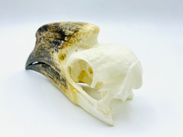 African Trumpeter Hornbill skull - Bycanistes Bucinator - 12,6 cm