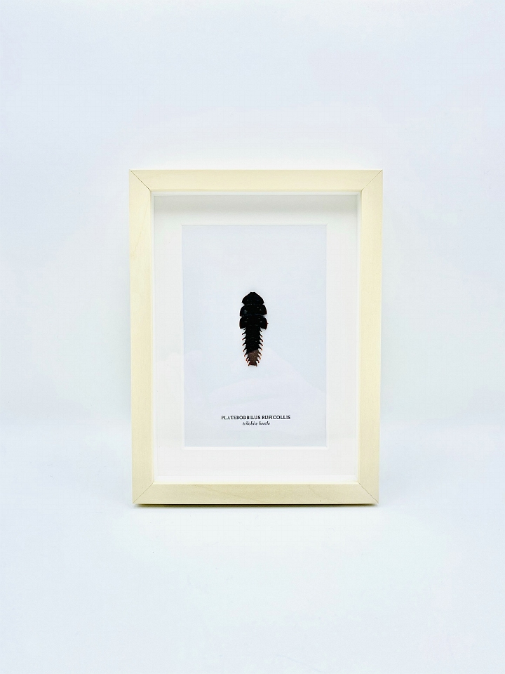 Framed Trilobite beetle (Platerodrilus ruficollis)