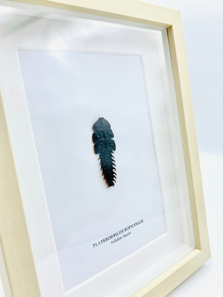 Framed Trilobite beetle (Platerodrilus ruficollis)