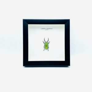 Wooden frame with saw tooth stag beetle (Lamprima adolphinae)