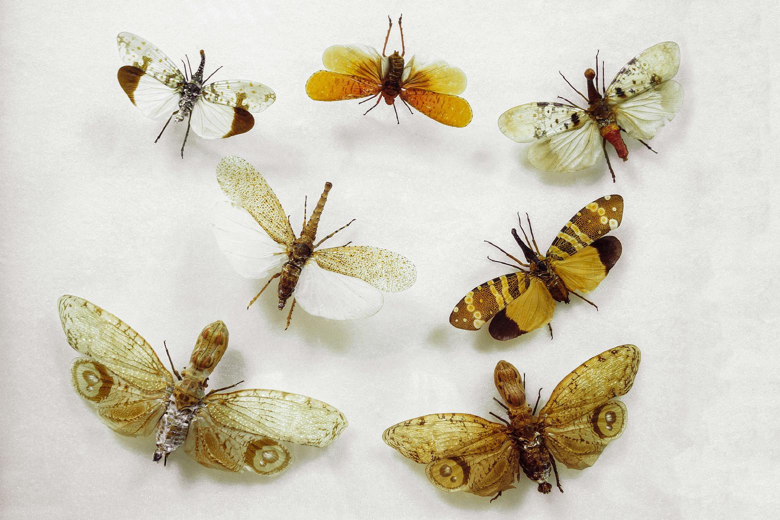 The Fascinating Life of Lantern Bugs