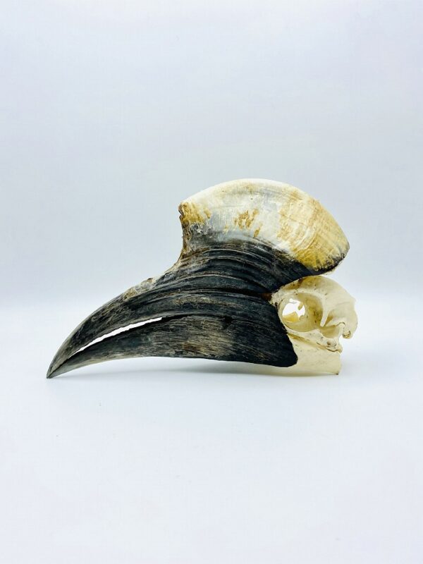 Male Yellow-casqued Hornbill skull - Ceratogymna elata - 21,3 cm
