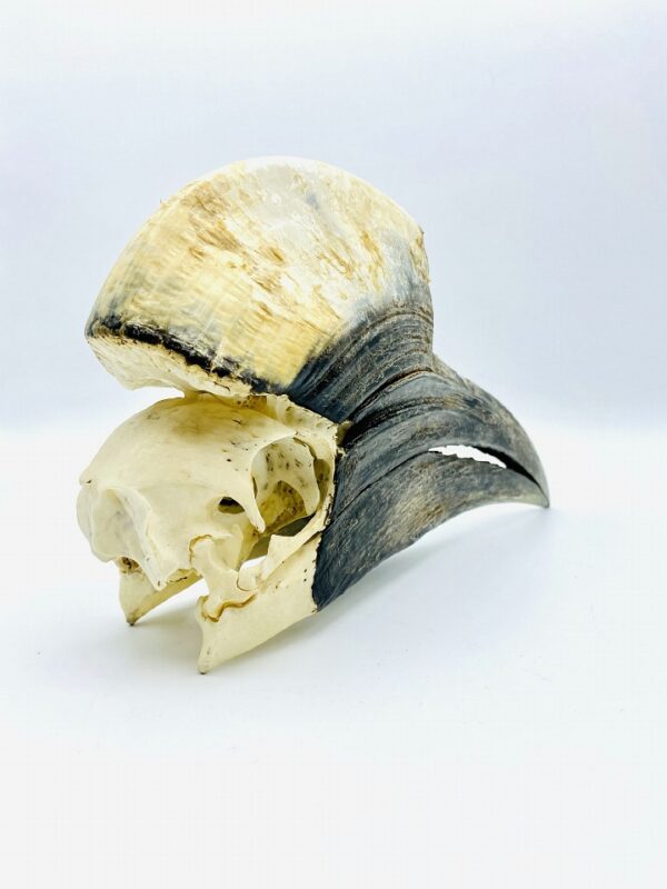 Male Yellow-casqued Hornbill skull - Ceratogymna elata - 21,3 cm