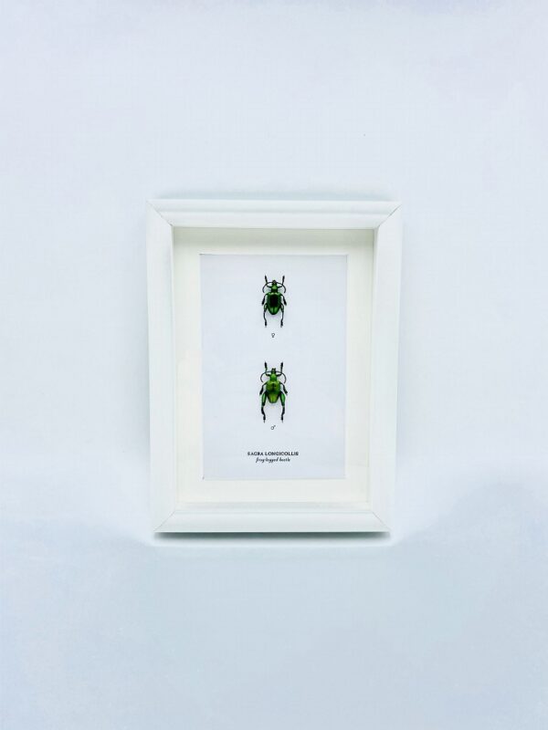 Wooden frame with 2 real green Frog-legged beetles (Sagra Longicollis)