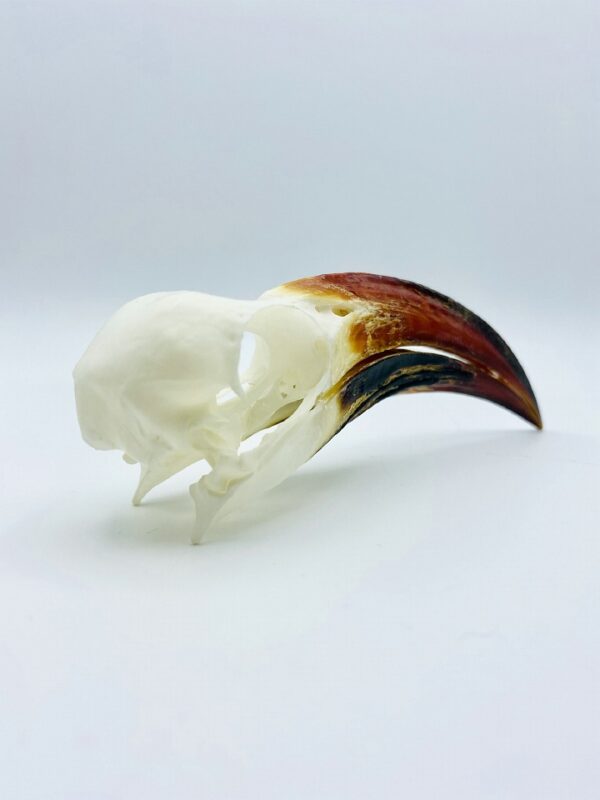 Tanzanian red-billed hornbill skull - Tockus ruahae - 10,4 cm