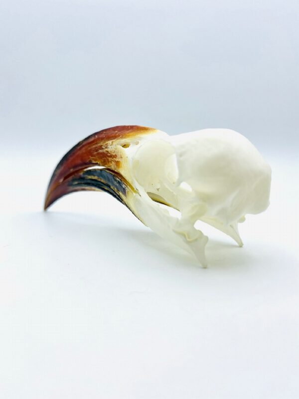 Tanzanian red-billed hornbill skull - Tockus ruahae - 10,4 cm