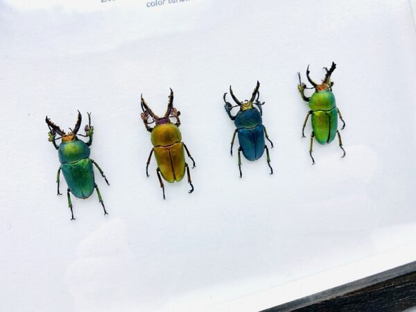 Wooden frame with 4 colors of saw tooth stag beetles (Lamprima adolphinae)