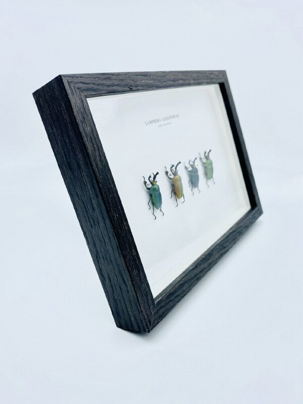 Wooden frame with 4 colors of saw tooth stag beetles (Lamprima adolphinae)