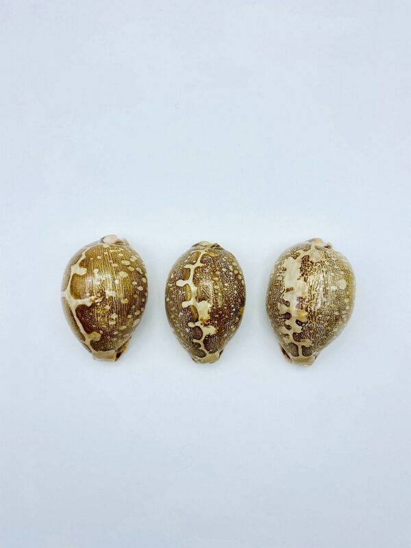 Collection with 3 variations of Cypraea Mappa