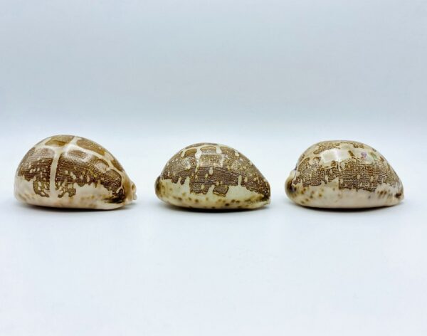 Collection with 3 variations of Cypraea Mappa