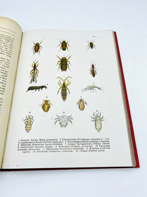 Die Insekten - Dr. R. von Hanstein (1923)