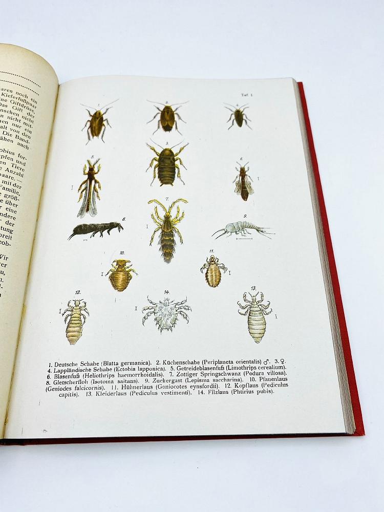 Die Insekten - Dr. R. von Hanstein (1923) - Natural History Curiosities