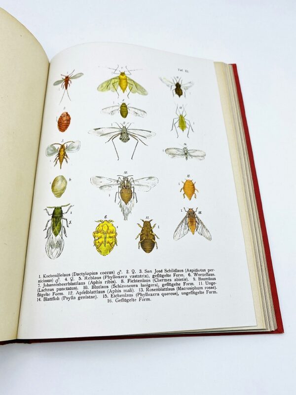 Die Insekten - Dr. R. von Hanstein (1923)