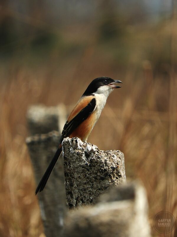 Glass dome with skeleton of Long-tailed shrike