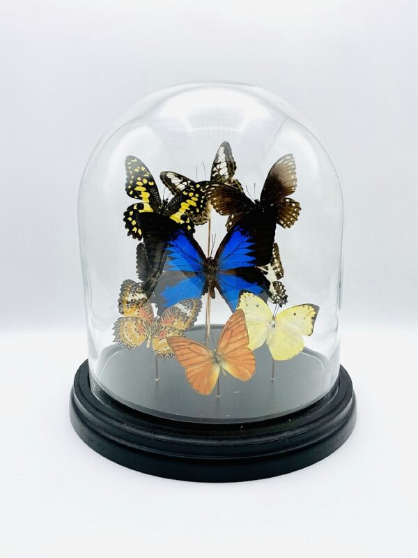 Glass dome with 9 beautiful butterflies