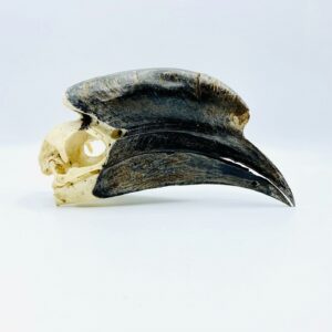 Male Black-casqued Hornbill skull - Ceratogymna atrata - 17,5 cm
