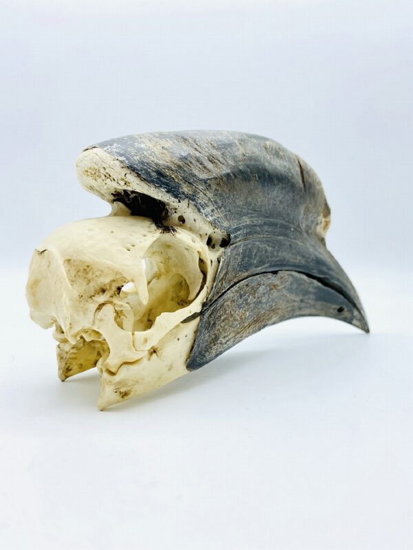 Male Black-casqued Hornbill skull - Ceratogymna atrata - 17,5 cm