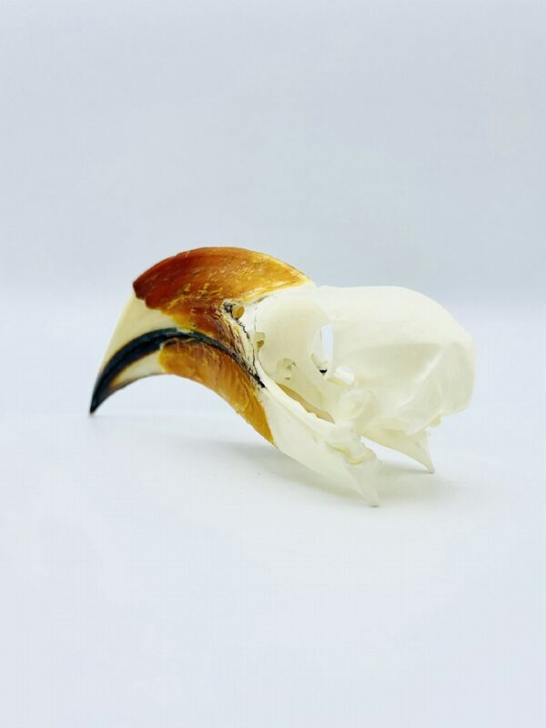 Male Von der Decken's hornbill skull - Tockus deckeni - 10,8 cm