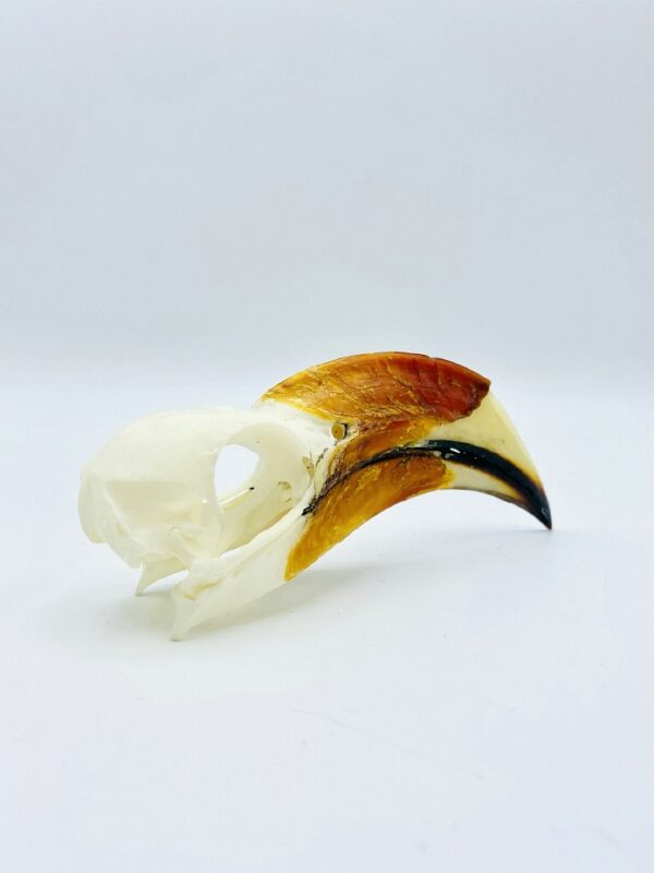 Male Von der Decken's hornbill skull - Tockus deckeni - 10,8 cm