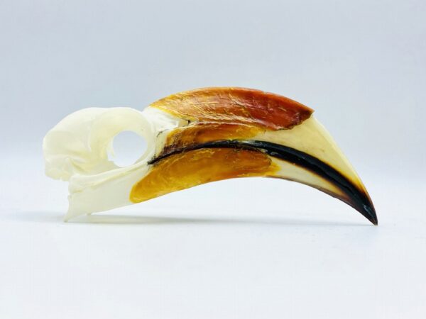 Male Von der Decken's hornbill skull - Tockus deckeni - 10,8 cm