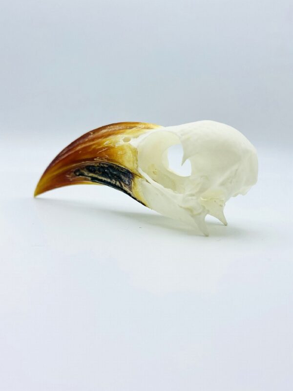Tanzanian red-billed hornbill skull - Tockus ruahae - 9,3 cm