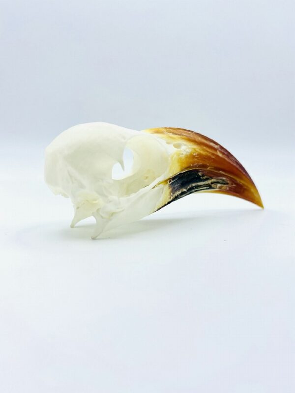 Tanzanian red-billed hornbill skull - Tockus ruahae - 9,3 cm