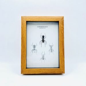 Walnut print frame with giant forest ant (Camponotus gigas)