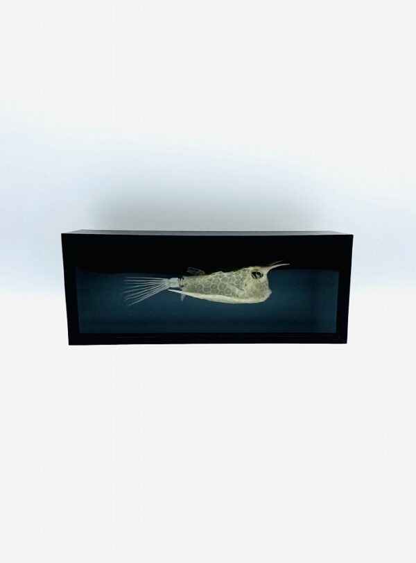 Longhorn Cowfish skeleton (Lactoria cornuta) framed in black box