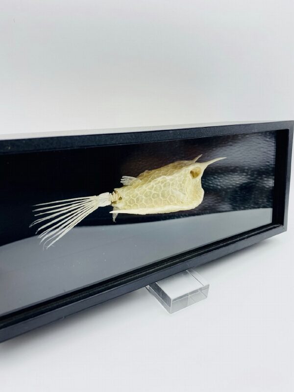 Longhorn Cowfish skeleton (Lactoria cornuta) framed in black box