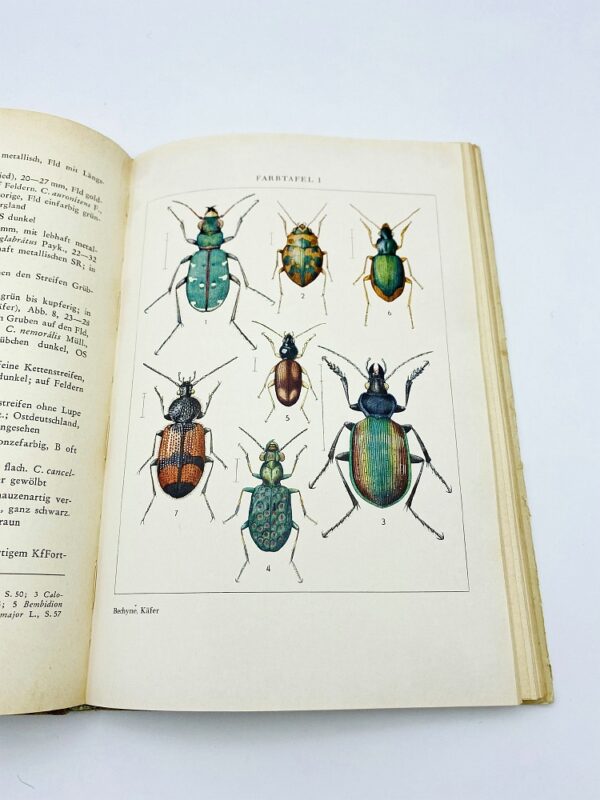 Welcher käfer ist das? - J. und B. Bechyne (1954)