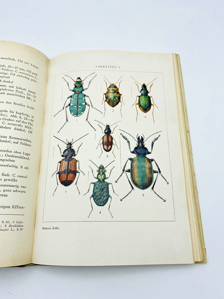 Welcher käfer ist das? - J. und B. Bechyne (1954) - Natural History ...