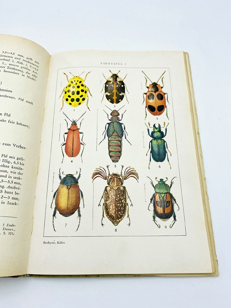 Welcher käfer ist das? - J. und B. Bechyne (1954) - Natural History ...
