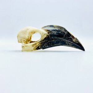 Female Von der Decken's hornbill skull - Tockus deckeni - 8,6 cm
