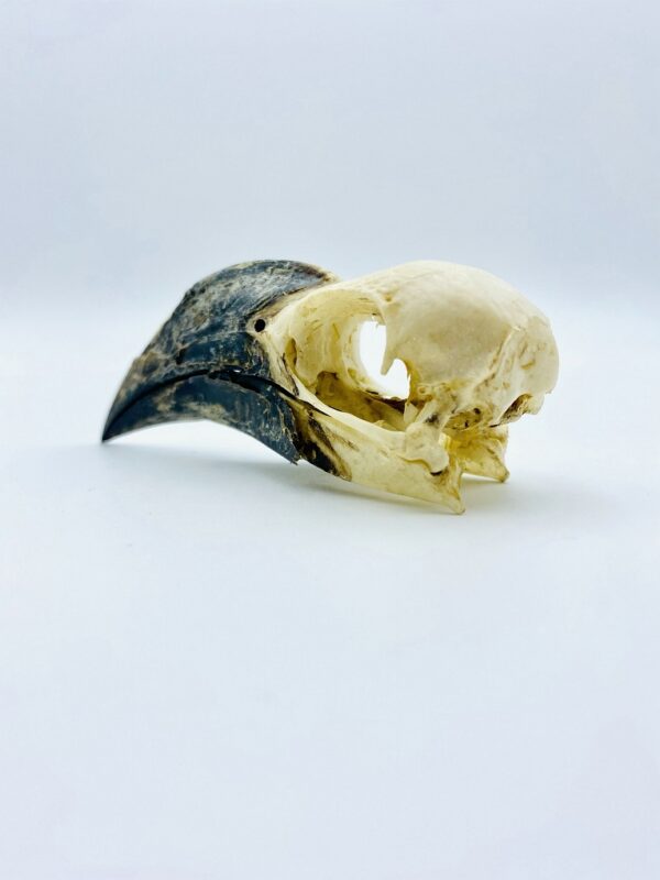 Female Von der Decken's hornbill skull - Tockus deckeni - 8,6 cm