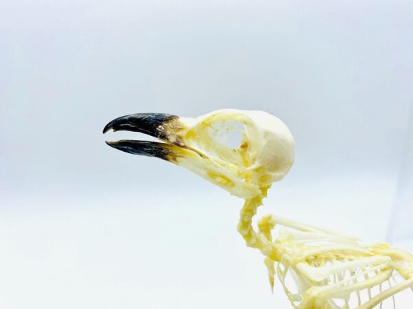 Glass dome with skeleton of Long-tailed shrike