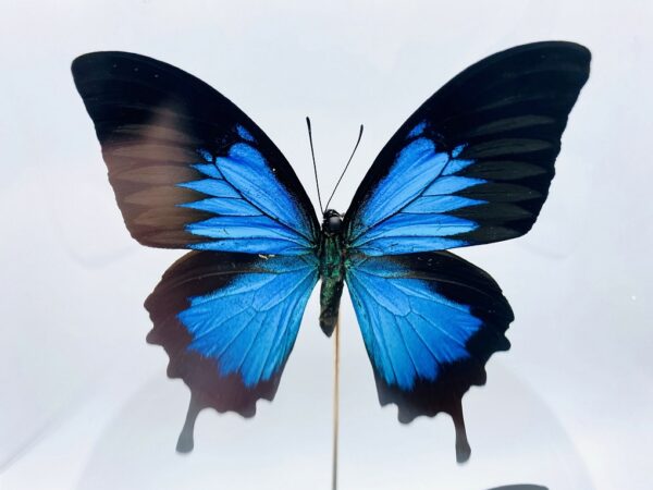 Glass dome with 2 Blue Emperor butterflies (papilio ulysses)