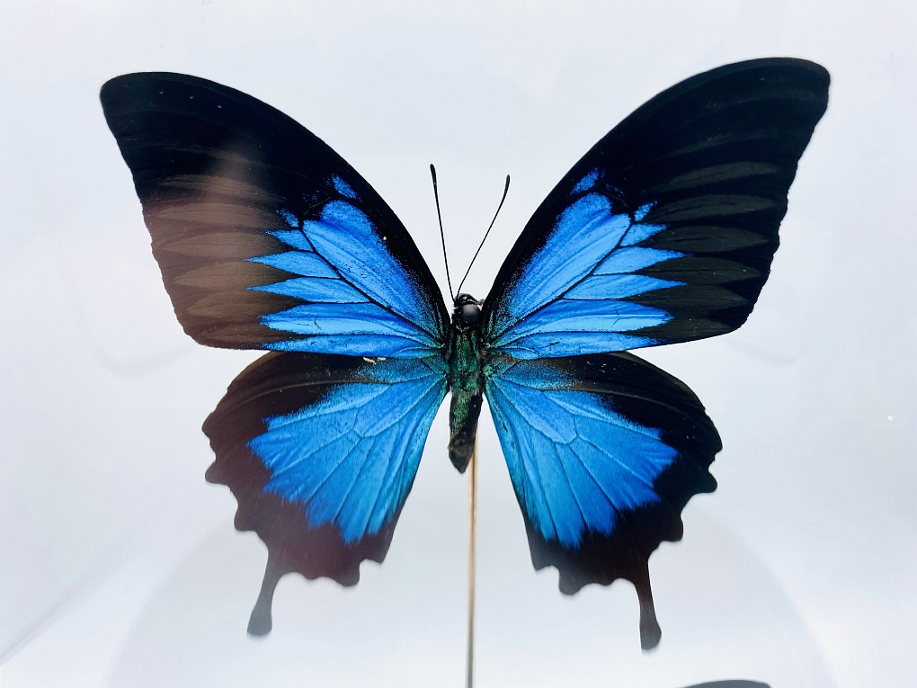 Glass dome with 2 Blue Emperor butterflies (papilio ulysses