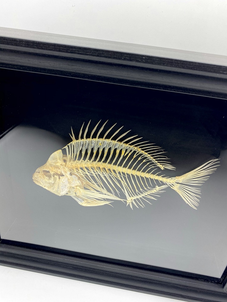 Unique framed Mediterranean Pumpkinseed skeleton - Natural History  Curiosities