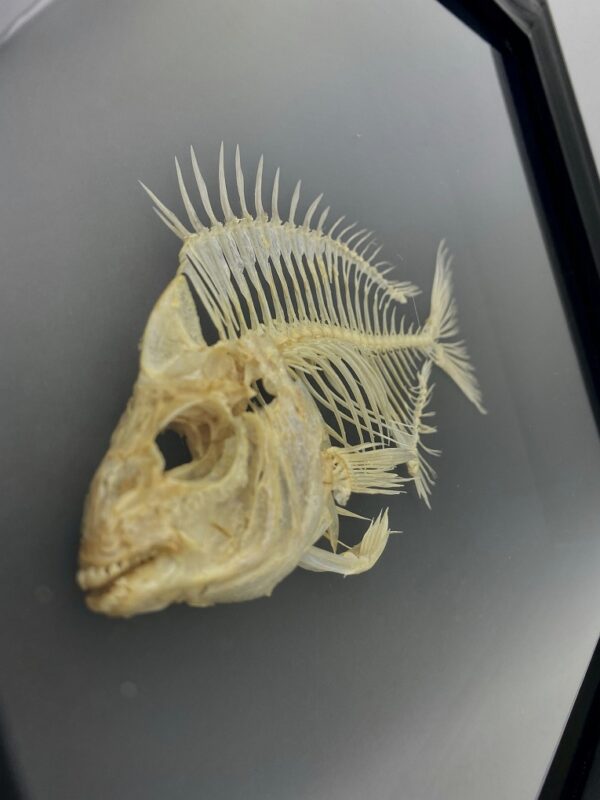 Unique framed Mediterranean Pumpkinseed skeleton