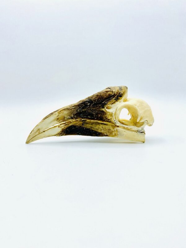 Female White-thighed Hornbill skull - Bycanistes albotibialis - 15,2 cm