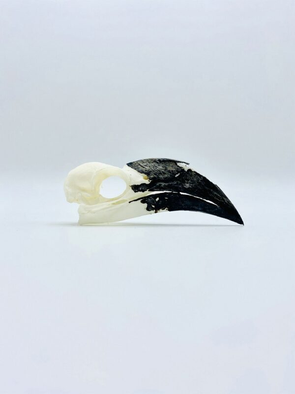Female Von der Decken's hornbill skull - Tockus deckeni - 9,5 cm